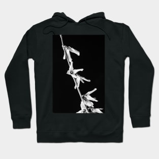 Forsythia Flowers 1 Hoodie